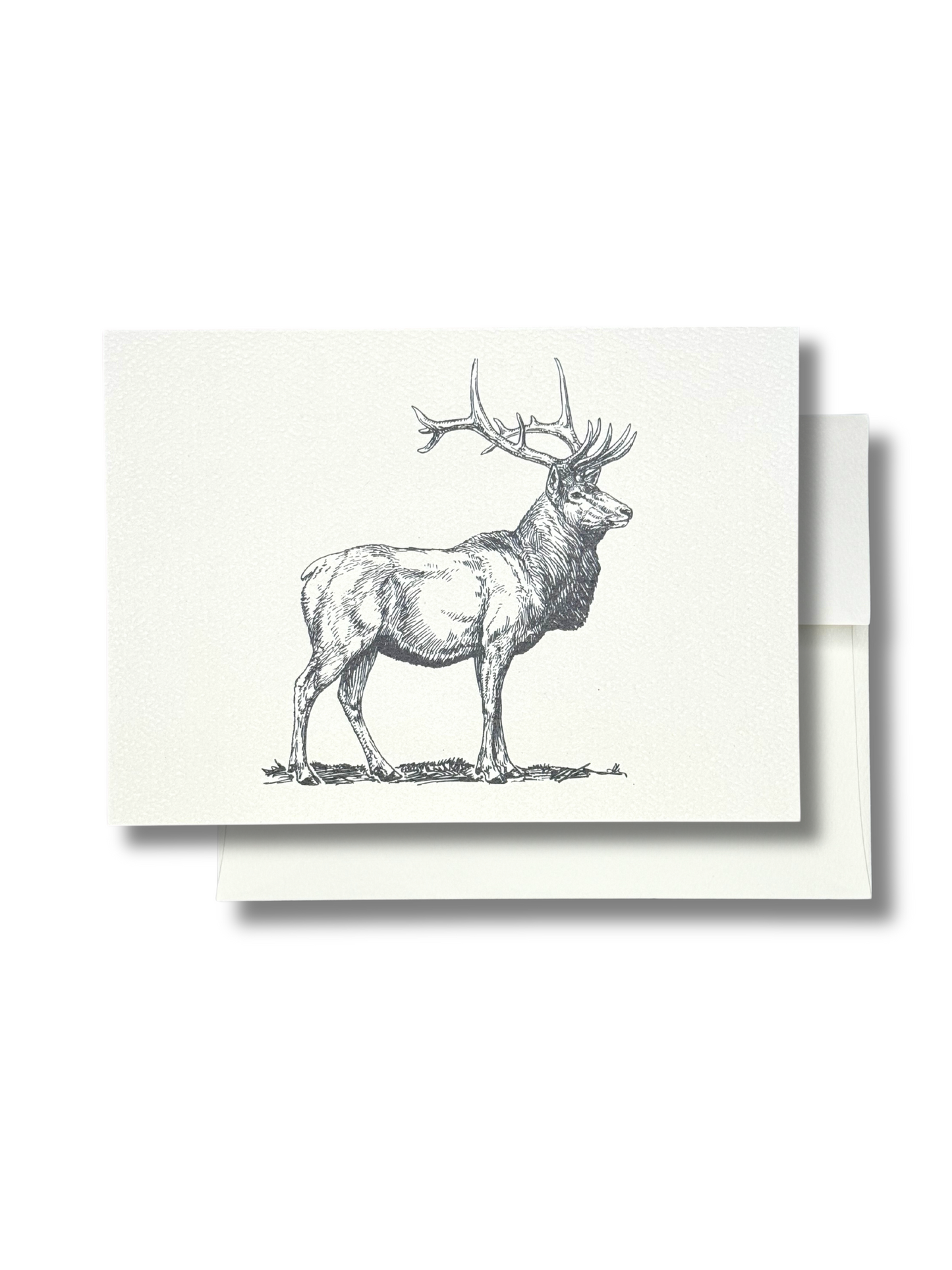 Elk // Bugle